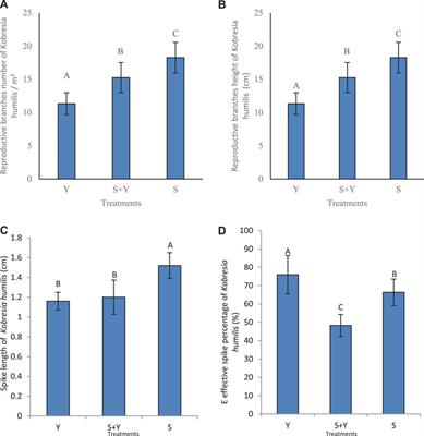 Effect of Grazing Treatments on Phenotypic and Reproductive Plasticity of Kobresia humilis in Alpine Meadows of the Qinghai-Tibet Plateau